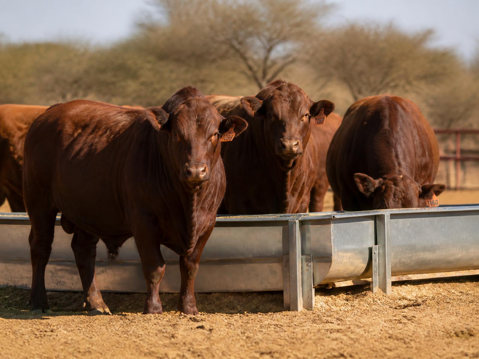 Bonsmara beef cattle feeding at a galvanised trough in a feedlot pen