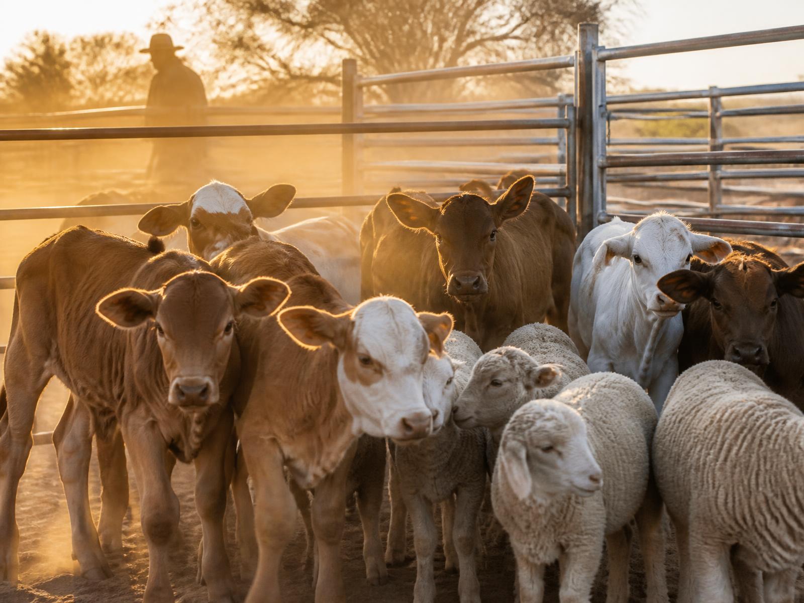 Weaner calves and lambs in a steel handling kraal at golden hour